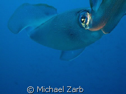 A squid which laid eggs off the p29 wreck in cirkewwa, Ma... by Michael Zarb 